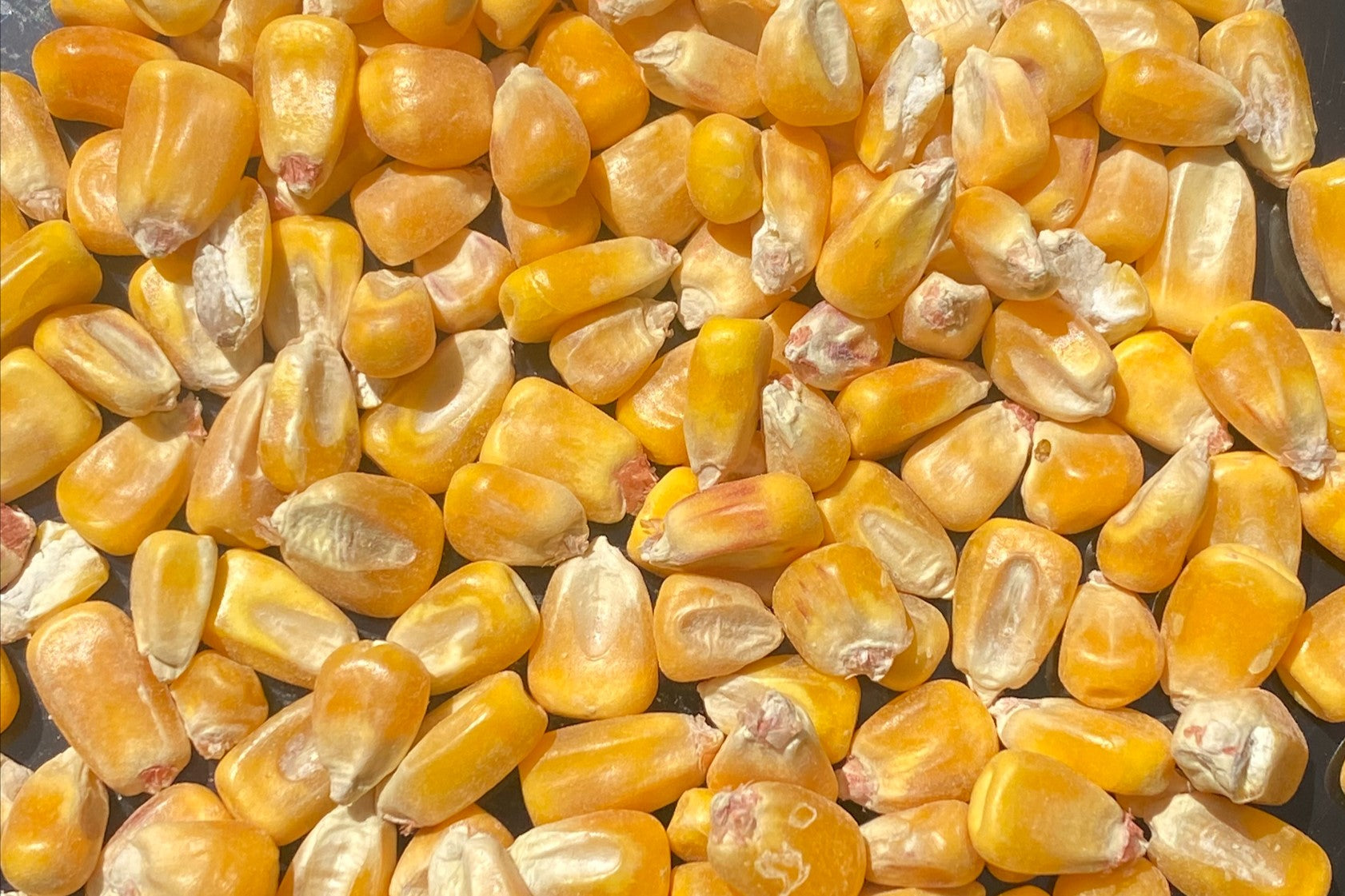 maize (dry)