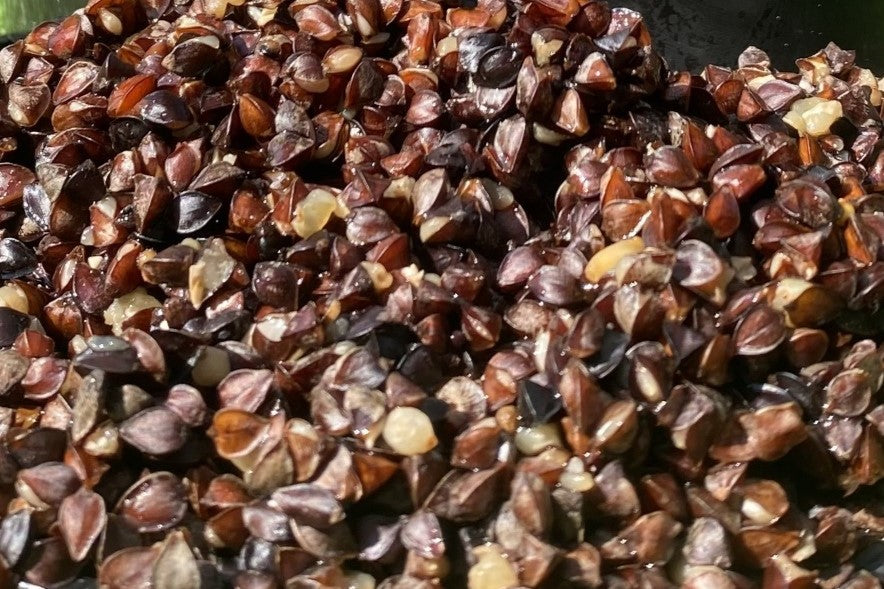 Buckwheat