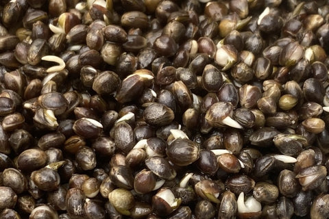 Hemp Seed