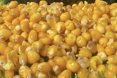 Maize
